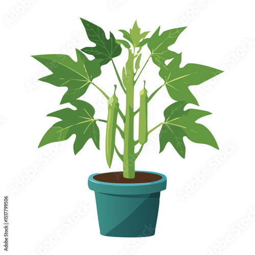 Okra Plant in a Pot
