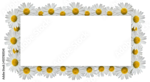 Aesthetic white daisies frame with vibrant yellow centers and copy space