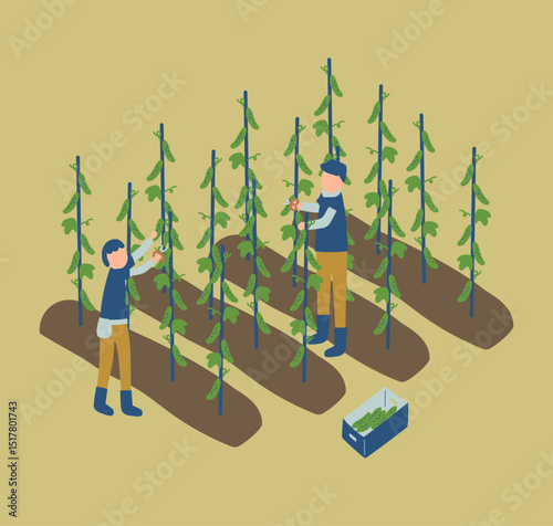 きゅうりの収穫作業をする農家のイラスト