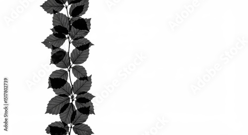 Monochrome Leaves Border with Elegant Shadow Play on White Background