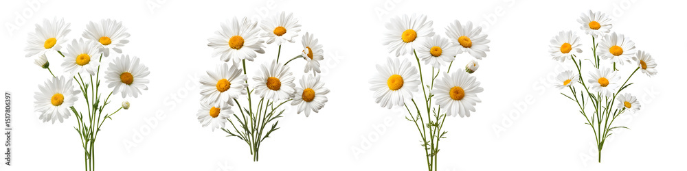 Obraz premium Charming, fresh white daisies in a variety of arrangements, showcasing delicate petals and vibrant centers, perfect for adding elegance to any bouquet or floral design