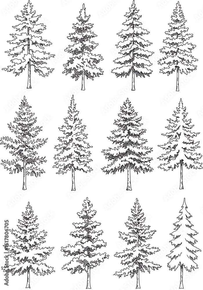 Fototapeta premium Ink & Quill: A Coniferous Collection