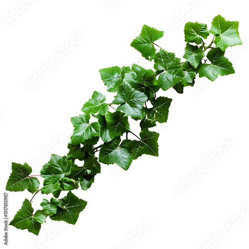Bush grape or three-leaved wild vine cayratia (Cayratia trifolia) liana ivy plant bush, nature frame jungle border isolated on white background.png