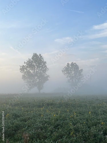 misty morning over the field