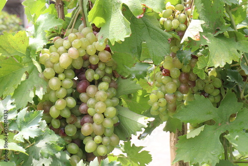 Wallpaper Mural Grape on tree in farm for harvest Torontodigital.ca