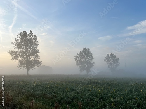 misty morning over the field