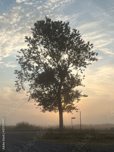 Wallpaper Mural tree in the fog Torontodigital.ca