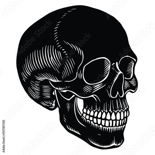 Detailed vector illustration of a human skull in a classic engraved style