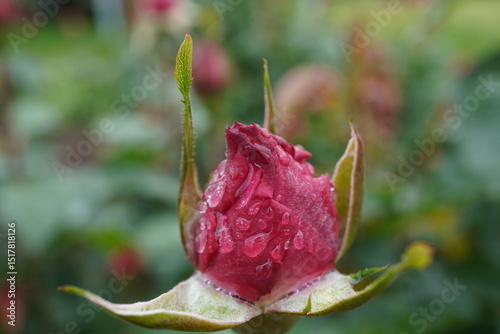 Fototapeta Naklejka Na Ścianę i Meble -  雨に濡れた赤薔薇