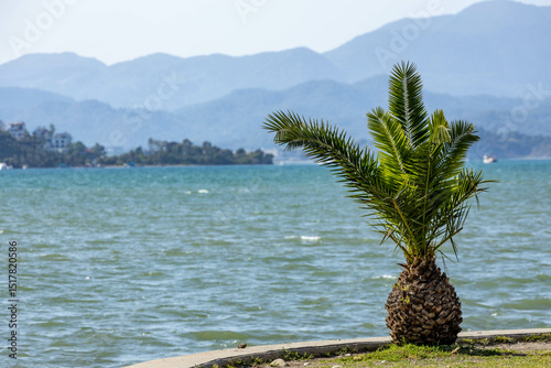 Fototapeta Naklejka Na Ścianę i Meble -  Small date palm by the waterfront in Fethiye, with turquoise bay and layered mountain silhouettes in the distance. Peaceful sunny day. Turkey, Mediterranean.