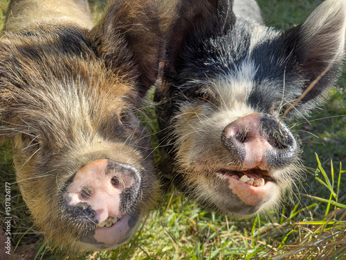 Friendly New Zealand Kunekune pigs. Also called Kune Kune. Rare hairy rotund domestic pigs. The name means 'fat and round' in Māori. photo