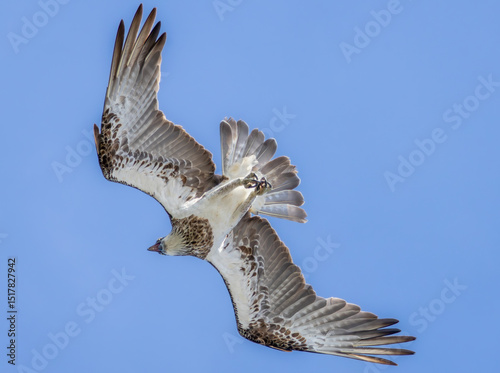 Underneath an Osprey as it flies