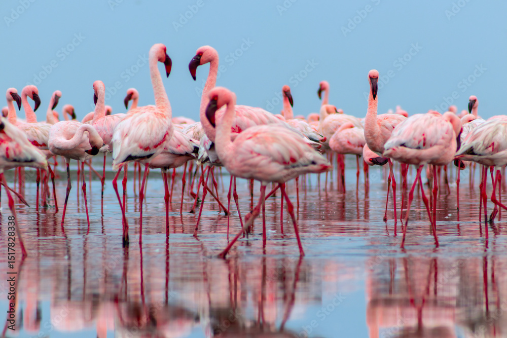 Obraz premium Real photo of two pink flamingos standing together by a calm lake under a clear blue sky. A peaceful wildlife scene perfect for nature, travel, and bird-themed projects.