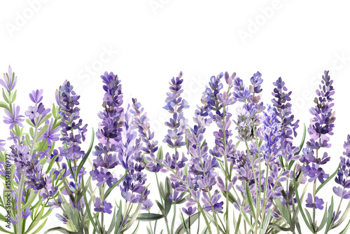 Fototapeta Naklejka Na Ścianę i Meble -  Lavender flower border in watercolor illustration, cut out