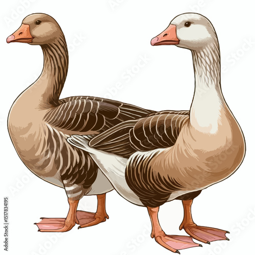 Two Geese Together