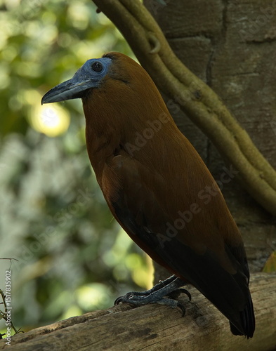 Capuchinbird in ZOO Lesna at Zlin, South Moravian Region, Moravia, Czech Republic, Europe, Central Europe
