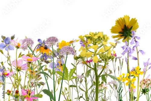 Fototapeta Meadow with colorful wildflowers border, grass field cut out