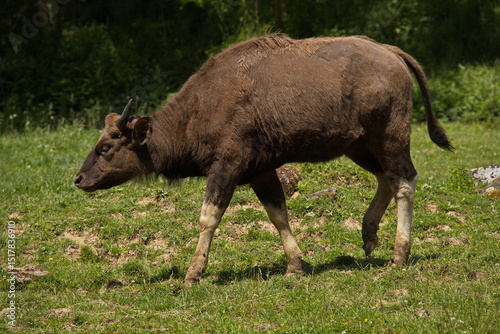 Gaur in ZOO Lesna at Zlin, South Moravian Region, Moravia, Czech Republic, Europe, Central Europe
