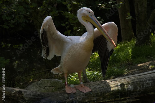 Great white pelican in ZOO Lesna at Zlin, South Moravian Region, Moravia, Czech Republic, Europe, Central Europe
