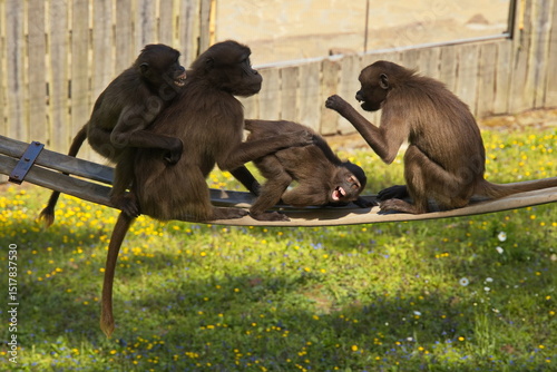 Geladas in ZOO Lesna at Zlin, South Moravian Region, Moravia, Czech Republic, Europe, Central Europe
