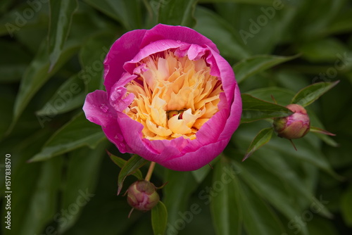 Fototapeta Naklejka Na Ścianę i Meble -  Blossom of a peony in Czech Republic, Europe, Central Europe
