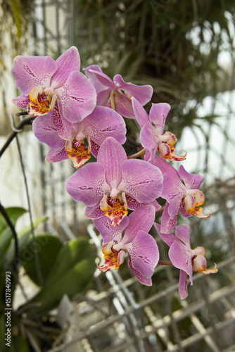 Orchid flowers in Botanical Garden in Brno, South Moravian Region, Moravia, Czech Republic, Europe, Central Europe
