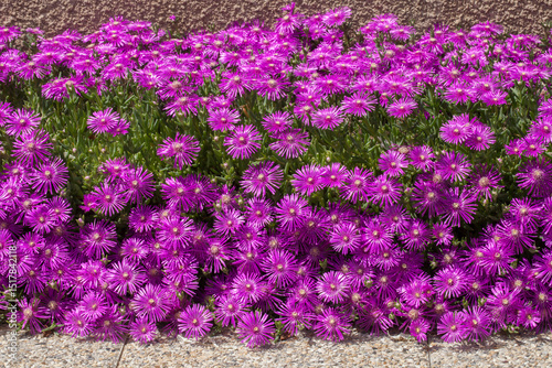 Massif de fleurs d'aster