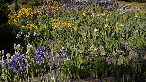 Iris flowers in Botanical Garden in Brno, South Moravian Region, Moravia, Czech Republic, Europe, Central Europe
