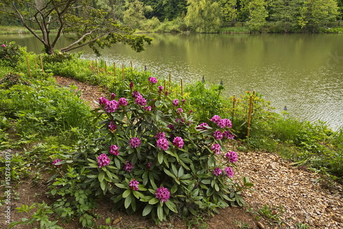 Rhodonendron plant at the pond in Arboretum Krtiny in Blansko District, South Moravian Region, Czech Republic, Europe, Central Europe
