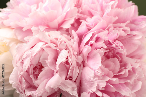 Fototapeta Naklejka Na Ścianę i Meble -  Beautiful peony flowers as background, closeup
