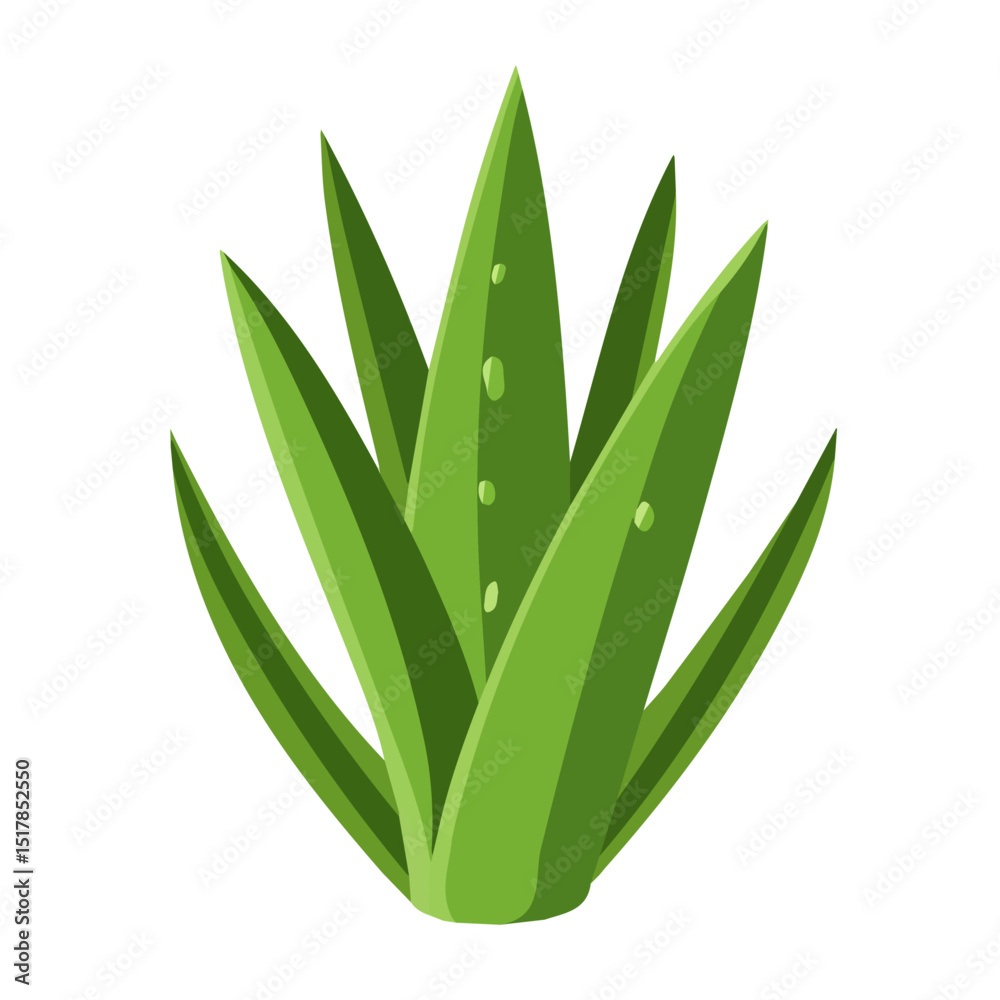 Obraz premium My Simple flat 2D icon aloe vera isolated on transparent background, vector, flat design, animation design, vector, flat design, animation design, simple flat 2D icon, minimalist design