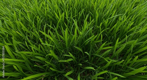 Lush Green Grass Blades Vibrant Spring Meadow Texture Nature Background