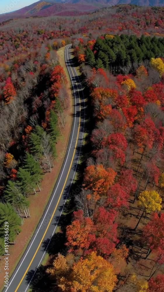 Winding asphalt road traversing vibrant autumn forest with golden, orange, and red foliage viewed from aerial perspective