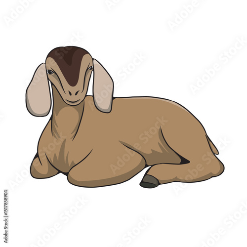Long-eared brown goat is sitting