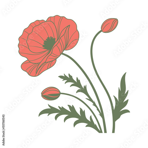 Graceful Bloom of Poppy Flower