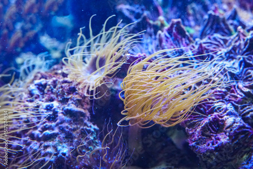 Fototapeta Naklejka Na Ścianę i Meble -  Colorful Coral Reef. Anemone on a tropical coral reef. Sea anemone with flowing tentacles sits nestled within a vibrant marine environment, surrounded by algae and coral fragments