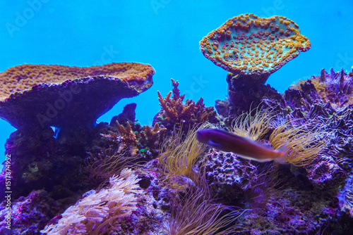 Fototapeta Naklejka Na Ścianę i Meble -  Colorful Coral Reef. Anemone on a tropical coral reef. Sea anemone with flowing tentacles sits nestled within a vibrant marine environment, surrounded by algae and coral fragments