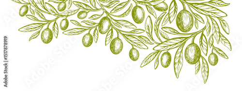 Olive branch, green hand draw details fruit. Print