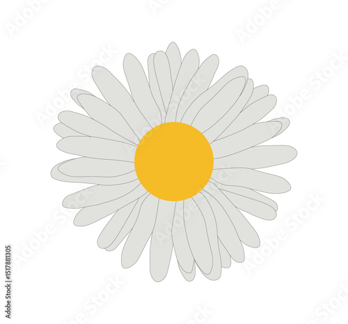 flower white daisy hand drawing