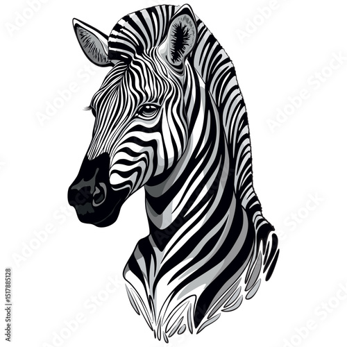 Zebra African Wild  Animal Beautiful Portrait vector illustration isolated on white 
