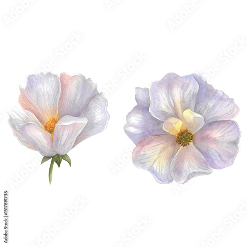 Rosehip rose side and top view bud watercolor illustration isolated on white background hand drawn