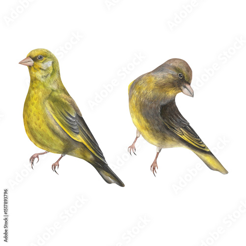 Greenfinch birds watercolor illustration different angles isolated on white background hand made