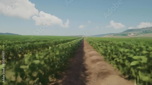 Lush vineyard rows stretch across a sunlit landscape, with gentle hills in the background.  Rows of green vines, creating a path effect, leading to the horizon under a partly cloudy sky