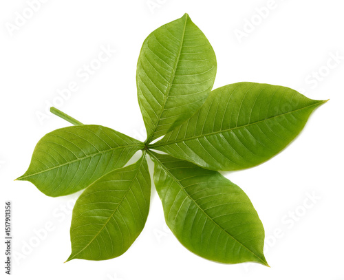 Baobab branch with leaves