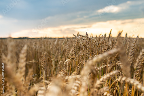 sunset in a wheat field