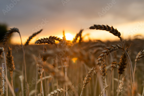 sunset in a wheat field