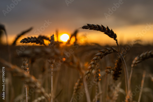 sunset in a wheat field