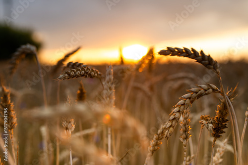 sunset in a wheat field