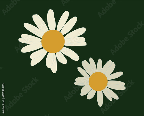 flower white daisy hand drawing
