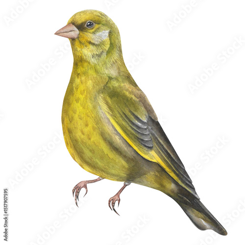 Greenfinch bird watercolor illustration isolated on white background. Realistic Chloris chloris male avian image. Europe small forest songbird
